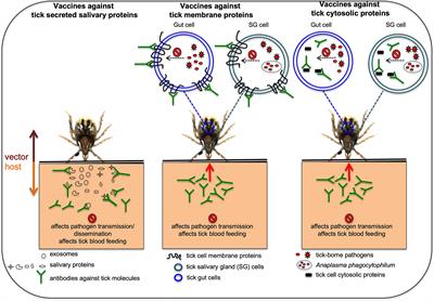 Tick Saliva and Salivary Glands: What Do We Know So Far on Their Role in Arthropod Blood Feeding and Pathogen Transmission